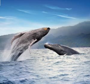RD elige el Susurrador de Ballenas 2020 en el 10mo aniversario de la campaña