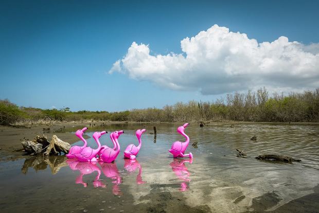 Flamencos, la Era Plasteozoica.