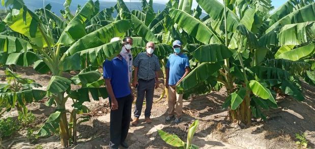 El subdirector Operativo del FEDA, Mártires Montero, junto a productores de plátano en una finca de Las Salinas.