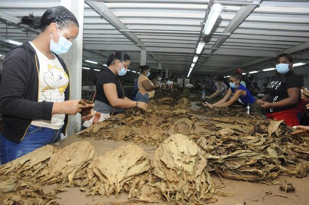 Producción de tabaco.