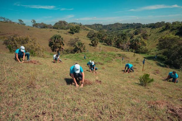 Para el Popular, las jornadas de reforestación son un puntal en su estrategia para compensar su huella ambiental.