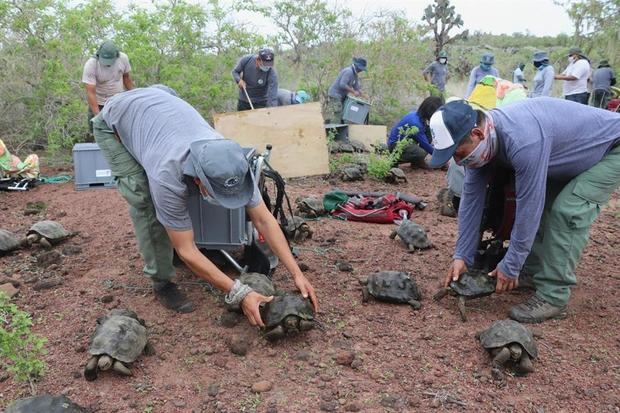 Fotografía sin fechar y cedida por el Parque Nacional Galápagos (PNG) que muestra la liberación de 191 tortugas gigantes juveniles, en la isla Santa Fe, en el centro del archipiélago de Galápagos, Ecuador.
