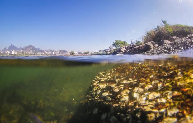 Fotografía de archivo que muestra basura sumergida en las aguas de la bahía de Guanabara en Río de Janeiro.