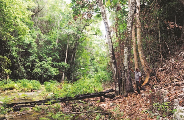 Protección de bosques