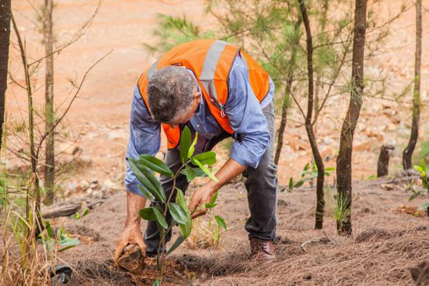 Falcondo muestra su compromiso con la conservación de la especie endémica guayabita roja