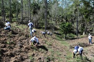 Corporación Zona Franca siembra más de cinco mil plantas en SAJOMA