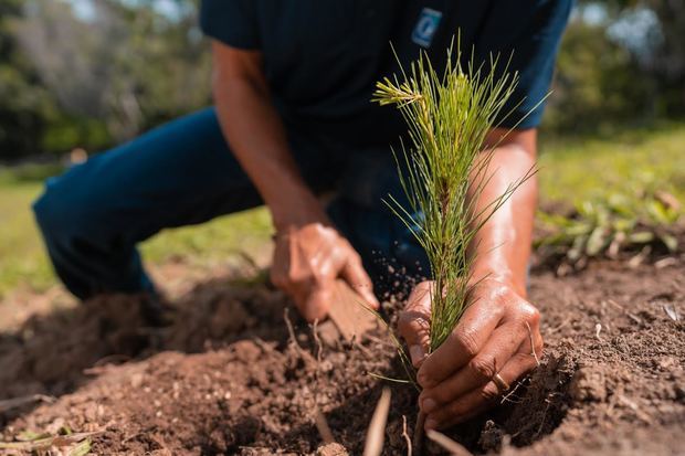 En esta primera jornada de reforestación del 2021 se sembraron las variedades pino caribaea y occidentalis, mara, gabirma y guázara.