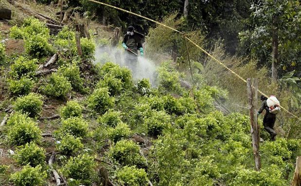 Trabajadores de antinarcóticos fumigan una plantación de coca en Tumaco, Colombia.