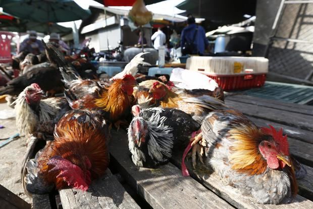 Varias gallinas se exhiben en un mercado en Phnom Penh, Camboya, el 25 de febrero de 2023.