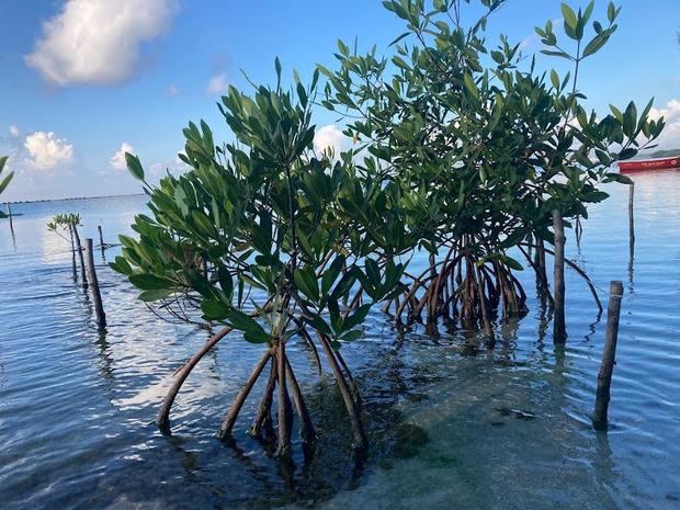 La empresa Aerodom y Fundación Verde de República Dominicana, proponen medidas para la protección de sistemas marino-costeros en la zona de Boca Chica.