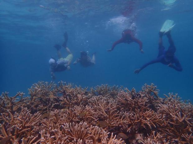 Fundación Grupo Puntacana seleccionada para financiar proyecto de restauración de corales