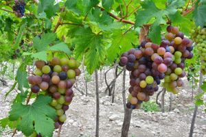 El Gobierno apuesta por la producción de vinos del país