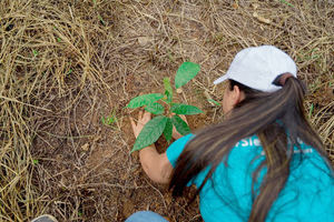 Popular siembra 3,300 plantas en Monte Plata