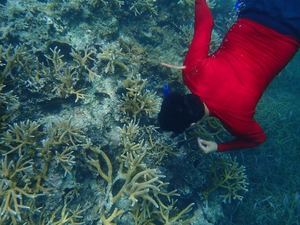 Fundación Grupo Puntacana seleccionada para financiar proyecto de restauración de corales