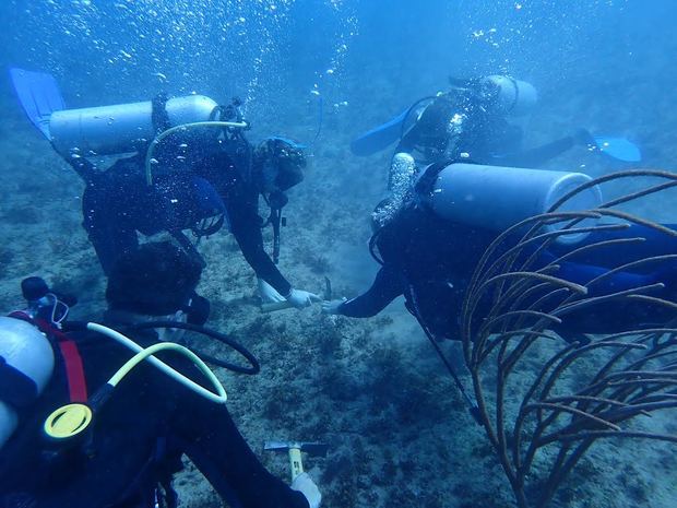 La especie trasplantada por CEBSE durante Coralmania 2022 fue la Acropora cervicornis.