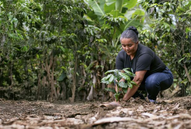 Últimas dos semanas para postular proyectos a Donativos Ambientales FORD 2026