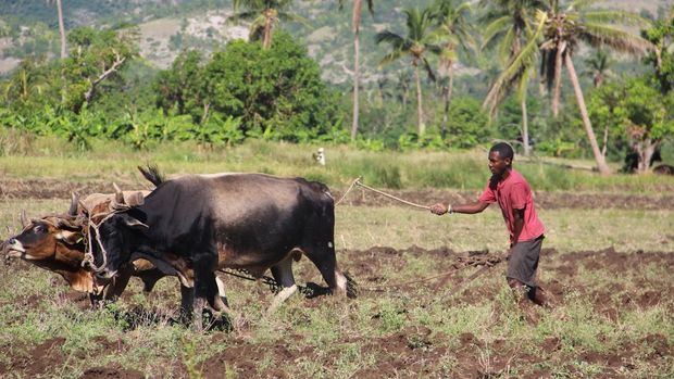 Cambio climático: La tenacidad de los agricultores haitianos por mantenerse a flote tras las catástrofes naturales