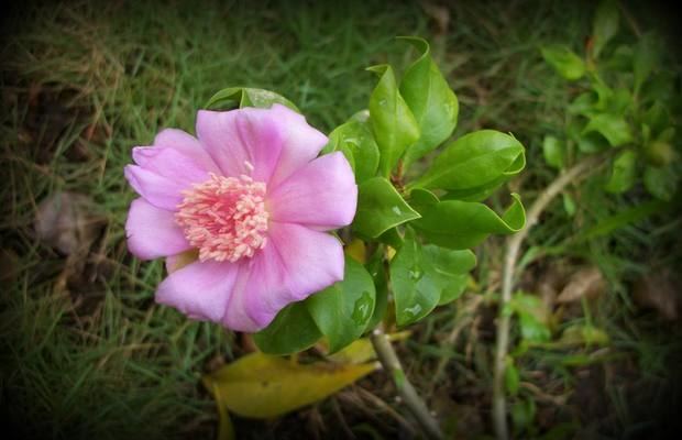 Rosa de Bayahíbe.