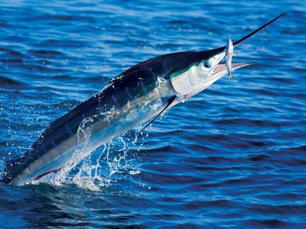 Cap Cana anuncia Torneo de Pesca al Marlin Blanco 2022.