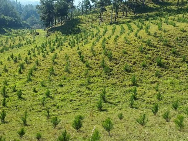 El Plan Sierra, principal proyecto de conservación medioambiental y de producción de agua y bosques del país, realizó su Asamblea de Socios en la cual se destacaron los avances obtenidos por esta organización durante el 2021.

