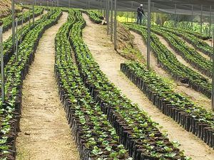 Durante el 2021, el Plan Sierra aumentó la capacidad de producción de plantas alcanzando 1 millón 564 mil e instaló un vivero adicional en el Centro de Los Montones.
