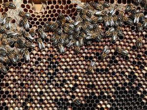 Imagen de archivo de una colmena de abejas.