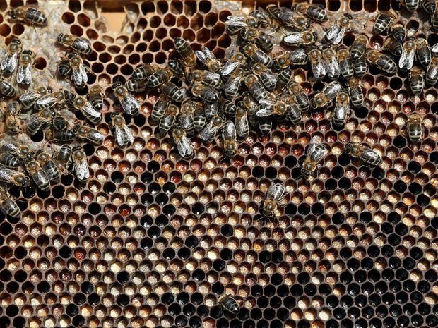 Imagen de archivo de una colmena de abejas.