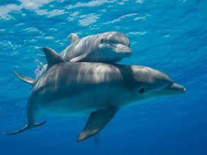 Día Mundial de los Delfines en Cautiverio