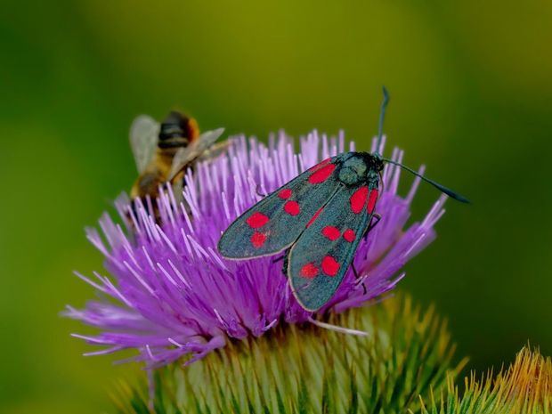 Los insectos tienen más de mil genes de microbios que les ayudan a sobrevivir.