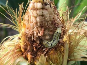 La temperatura del suelo puede predecir la propagación de una plaga