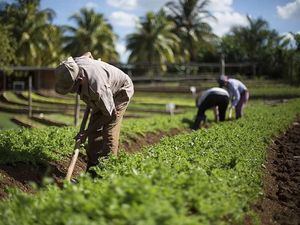 La FAO ayudará a transformar los sistemas agroalimentarios del país