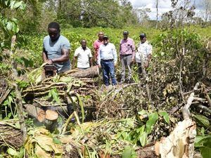 INDOCAFE desarrolla labor en plantaciones cafetaleras afectadas por el huracán Fiona en la zona Este y Samaná