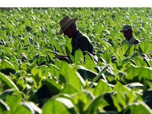 Pequeños agricultores tendrán prioridad en compras por parte de instituciones