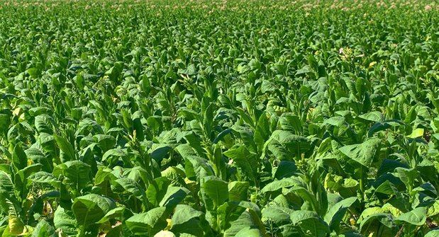 Científicos cultivan tabaco capaz de combatir la diabetes