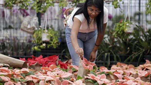 La cosecha de la flor de Nochebuena inicia en México con nuevas variedades.
