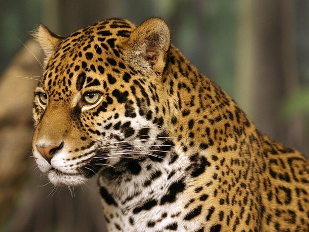 Fotografía cedida por el Centro para la Diversidad Biológica donde se muestra un jaguar, especie que fue incluida en la lista de especies en peligro de extinción en Estados Unidos en 1972.