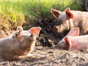 EE.UU. dona vehículos al país en apoyo a lucha contra peste porcina africana