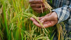 En Iberoamérica, 60 millones de personas sufren de inseguridad alimentaria