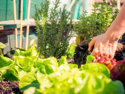 Cultiva un huerto y mejora tu salud mental.