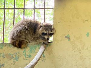 Ministerio de Medio Ambiente captura mapache que merodeaba alrededor del Jardín Botánico