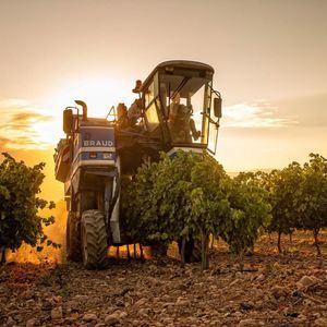 El mayor análisis genético del mundo desvela -y varía- el origen del vino