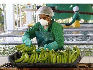 R.Dominicana acogerá productores de banano y cacao de Latinoamérica en abril.