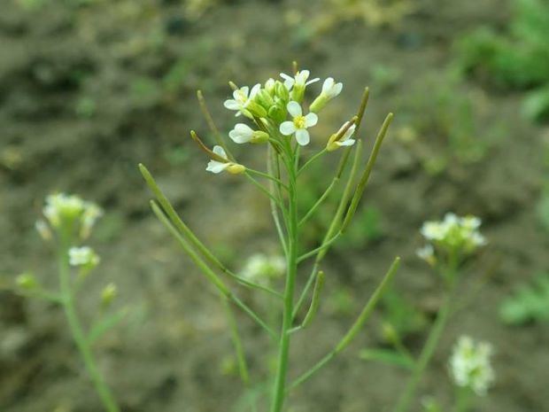 Arabidopsis Thaliana.