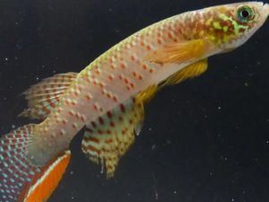 Hallan en Bolivia un pez que sobrevive fuera del agua y que cambia su forma de respirar