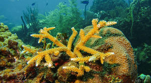República Dominicana participará en una expedición de aguas profundas en el Caribe