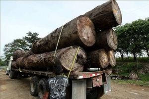 Perú halla madera ilegal en un embarque enviado a Estados Unidos