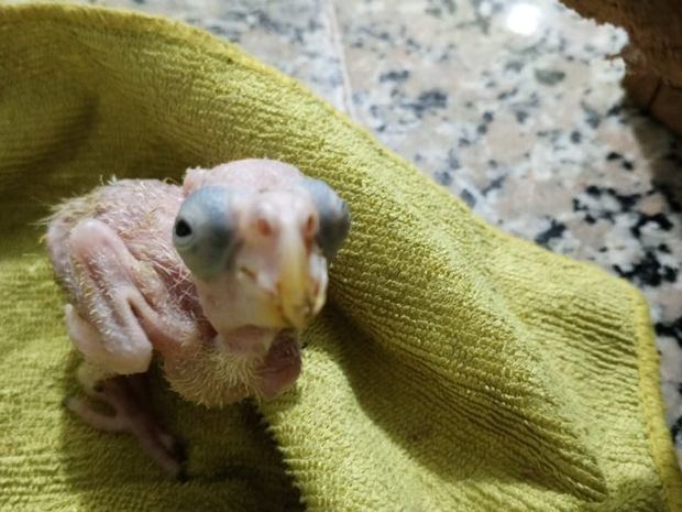 Proedemaren rescata tres aves de la especie cotorras ventralis.
