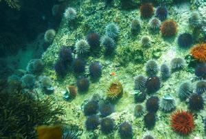 Microbios pueden sobrevivir más de 100 millones de años en el subsuelo marino