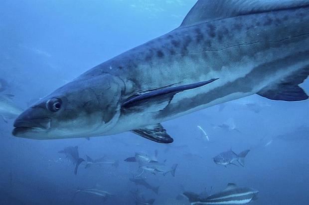 Un pez al que bañan dos veces al mes se come en las mejores cocinas de Brasil
Fotografía cedida por la hacienda marina Costa Verde que muestra ejemplares de cobia cultivados en la bahía de Ilha Grande, en el litoral sur del estado brasileño de Río de Janeiro, que reciben dos 'baños' mensuales durante sus dos años de vida antes de llegar a las mejores cocinas de Sao Paulo y Río de Janeiro. EFE/Eduardo Sardinha/Maricultura Costa Verde