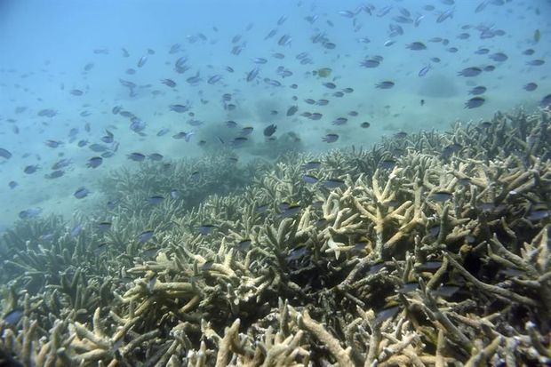 El cambio climático afecta a la recuperación coralina de la Gran Barrera